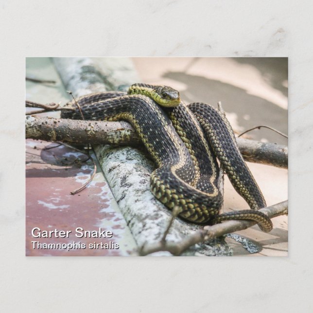 Garter Snake Postcard (Front)