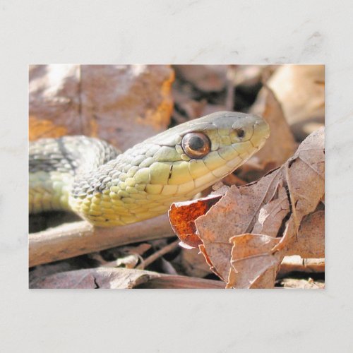 Garter Snake Postcard