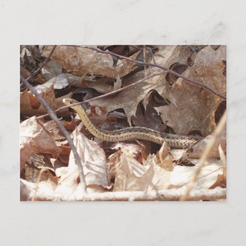 Garter Snake Postcard