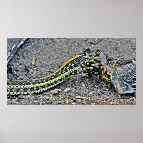 Garter Snake Poster