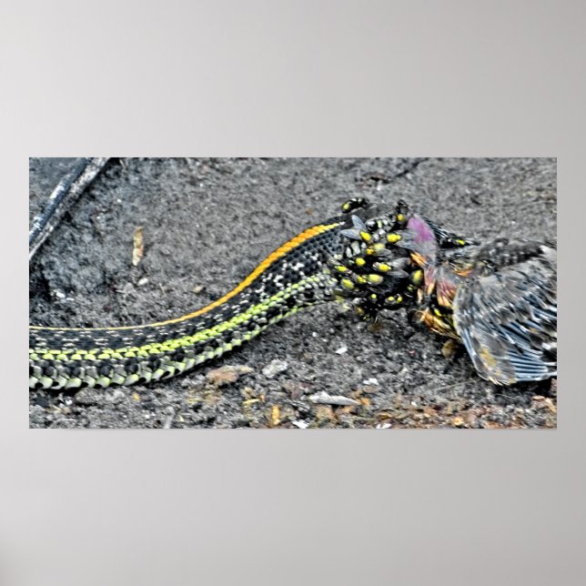 Garter Snake Poster (Front)