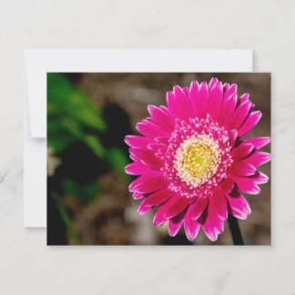 Garvinea Sweet Fiesta Gerber Daisy Invitation