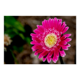 Garvinea Sweet Fiesta Gerber Daisy Poster