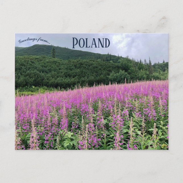 Gąsienicowa Valley Zakopane Poland Postcard (Front)