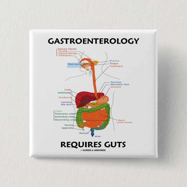 Gastroenterology Requires Guts (Digestive System) Pinback Button (Front)