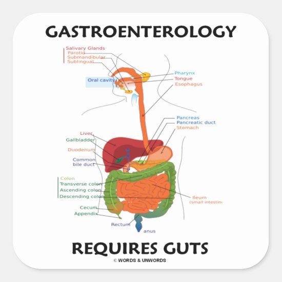 Gastroenterology Requires Guts (Digestive System) Square Sticker