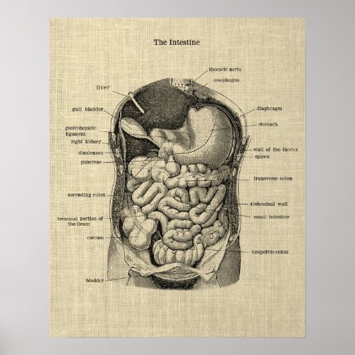 Gastrointestinal Anatomy print 1 Medical Poster