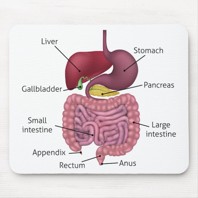 Gastrointestinal Digestive System and Labels Mouse Pad (Front)