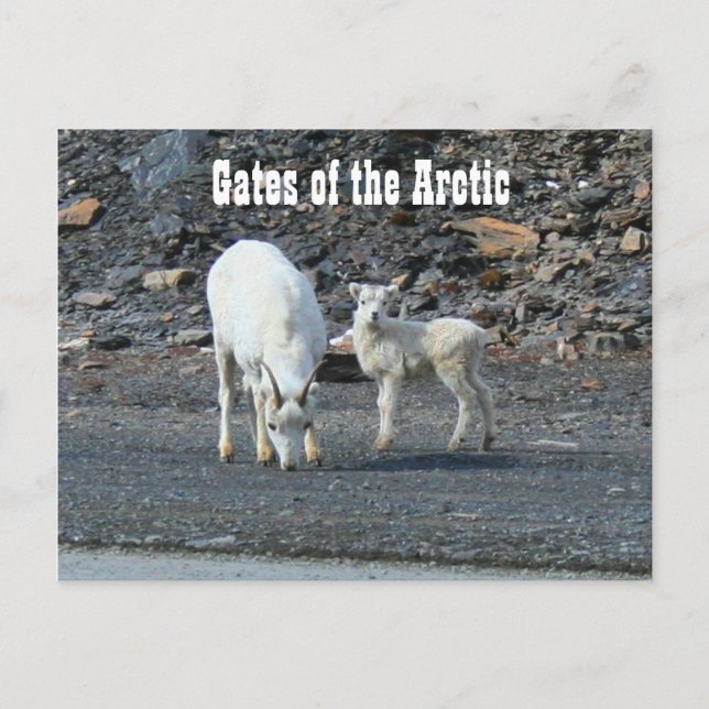 Gates of the Arctic Postcard (Front)