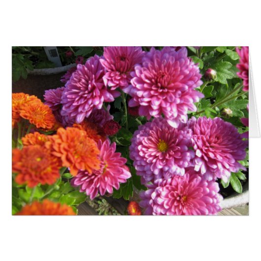 Gathering Mums Cards (Front Horizontal)