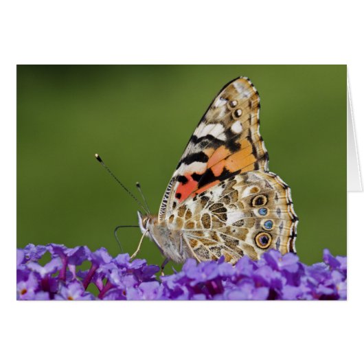 Gathering Nectar Card (Front Horizontal)