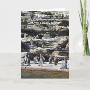 Gathering of Penguins Card