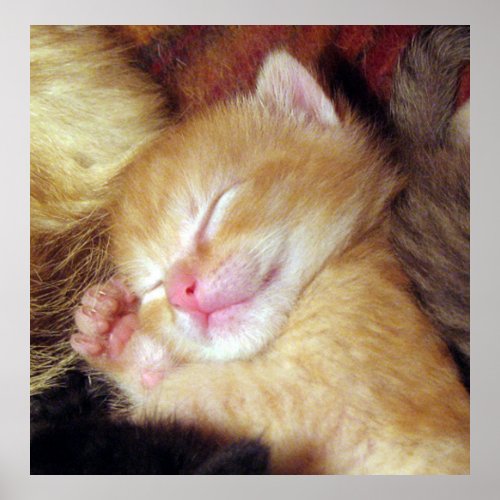 Gatito dormido poster