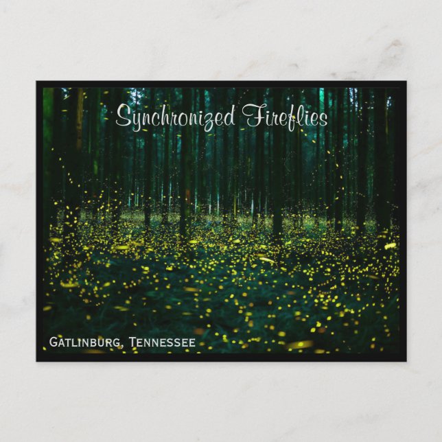 Gatlinburg Tennessee Postcard TN (Front)