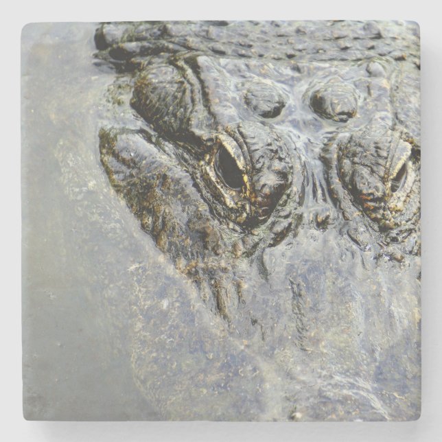 Gator 2 stone coaster (Front)