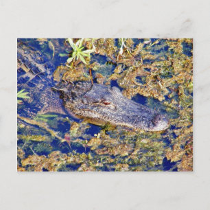 Gator Aligators Swamps Postcard