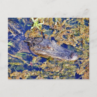 Gator Aligators Swamps Postcard