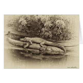 Gator Back Ride Cards