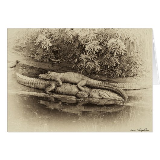 Gator Back Ride Cards (Front Horizontal)