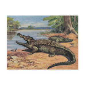 Gator Beach Postcard