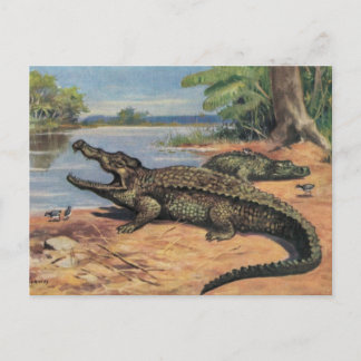 Gator Beach Postcard