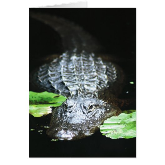 Gator Cards (Front)