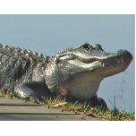Gator Cutout<br><div class="desc">See a gator upclose on your desktop with this photo sculpture! Or give as gift! This Florida gator was photographed sunning itself beside the Hillsborough River near Tampa, Florida.</div>