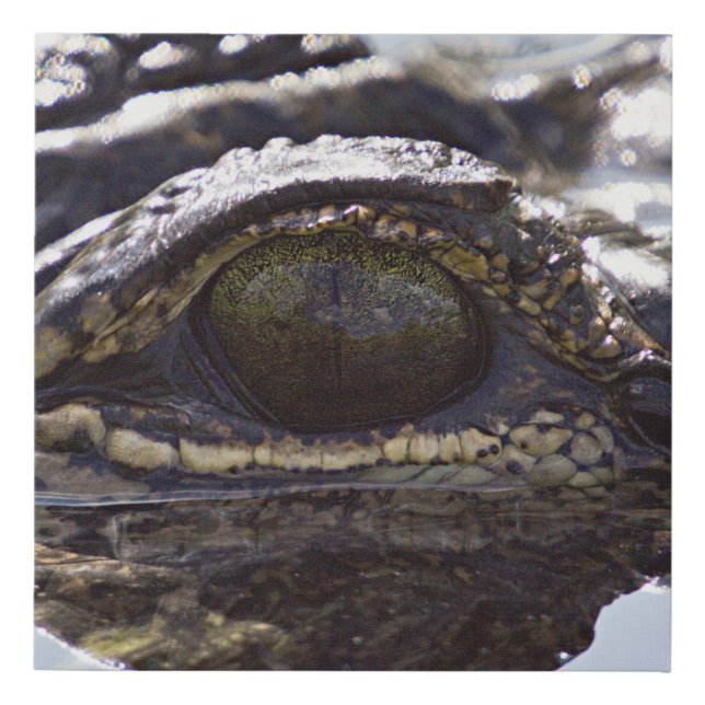 Gator Gaze: Captivating Alligator Eye Canvas Print (Front)