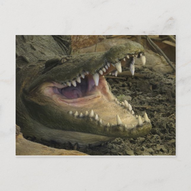 Gator Head Postcard (Front)