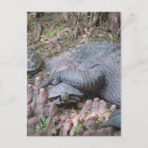 "Gator Hugs" Postcard