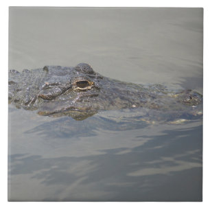 Gator In Wait Ceramic Tile