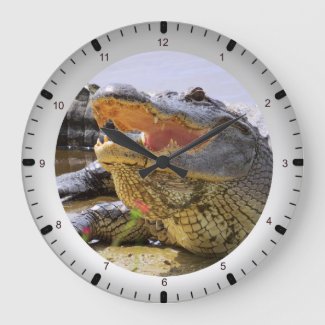 Gator