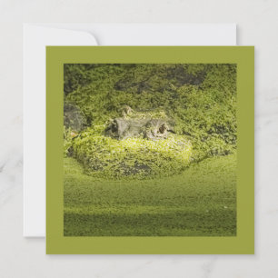 Gator Lurking in Duckweed Nature Photography Invitation