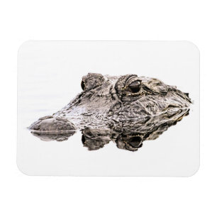 Gator Magnet