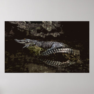Gator Portrait Poster