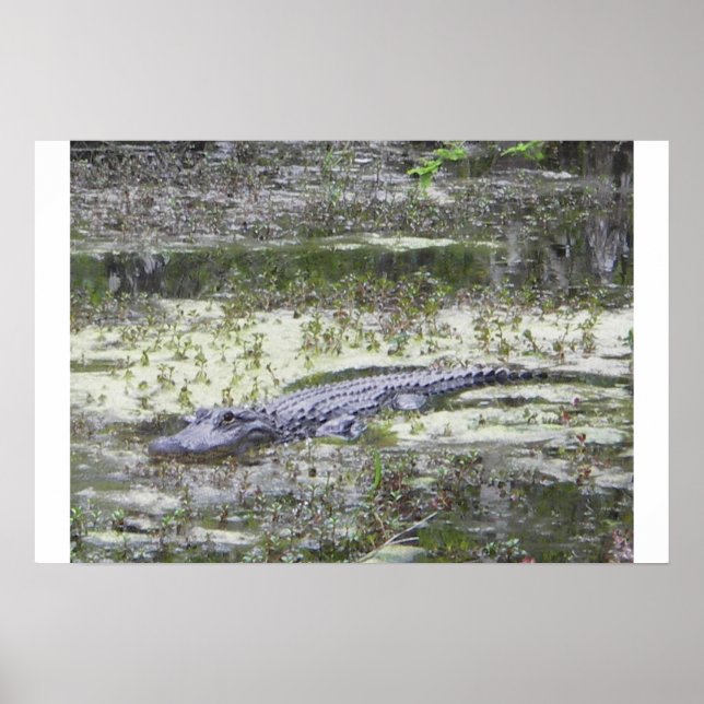 Gator Poster (Front)