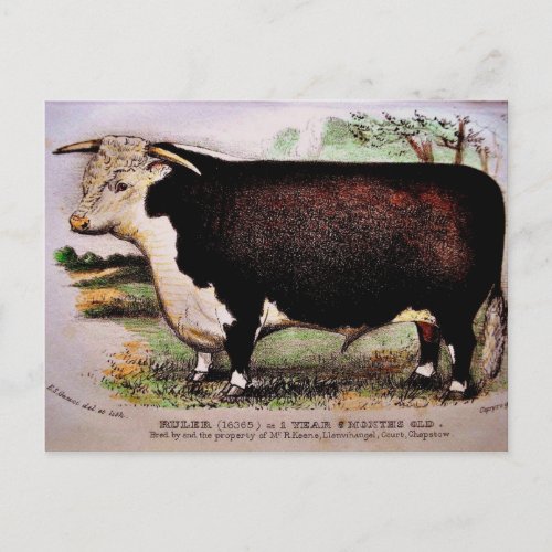 Gauci Hereford Cattle Postcard