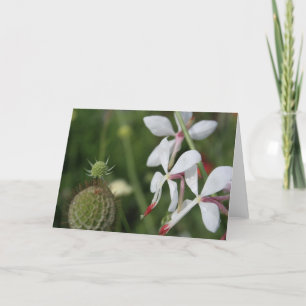 Gaura Floral Photography Greeting Card