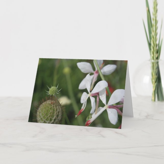 Gaura Floral Photography Greeting Card (Front)