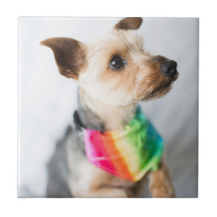 Gay Pride Rainbow Dog   Yorkshire Terrier Ceramic Tile