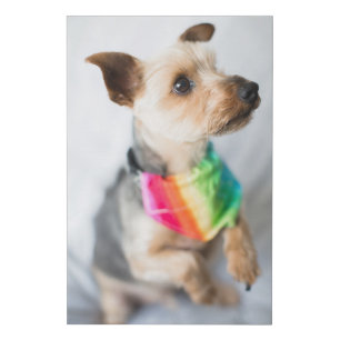 Gay Pride Rainbow Dog   Yorkshire Terrier Faux Canvas Print
