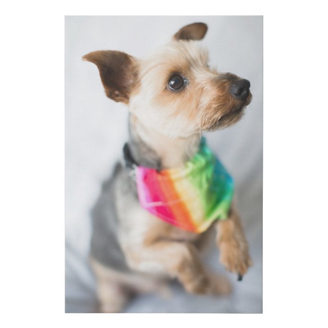 Gay Pride Rainbow Dog | Yorkshire Terrier Faux Canvas Print (Front)
