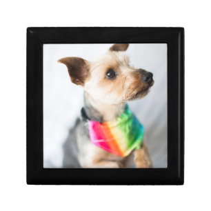 Gay Pride Rainbow Dog Yorkshire Terrier Gift Box