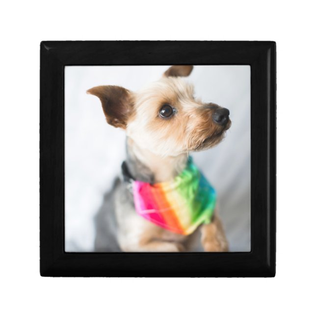Gay Pride Rainbow Dog | Yorkshire Terrier Gift Box (Front)