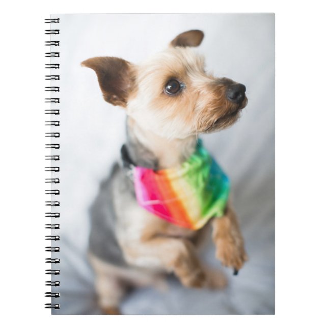 Gay Pride Rainbow Dog | Yorkshire Terrier Notebook (Front)