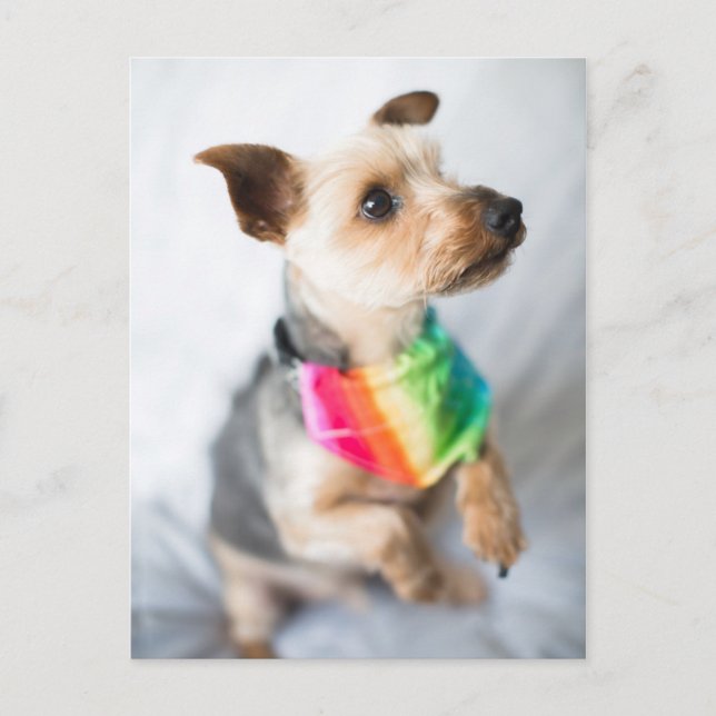 Gay Pride Rainbow Dog | Yorkshire Terrier Postcard (Front)