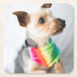Gay Pride Rainbow Dog Yorkshire Terrier Square Paper Coaster