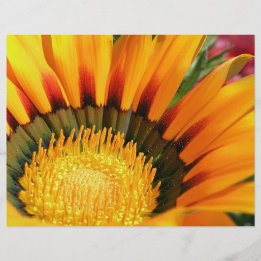 Gazania (Front)