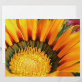 Gazania (Front/Back)