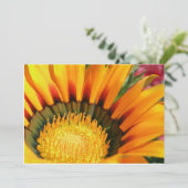 Gazania (Standing Front)